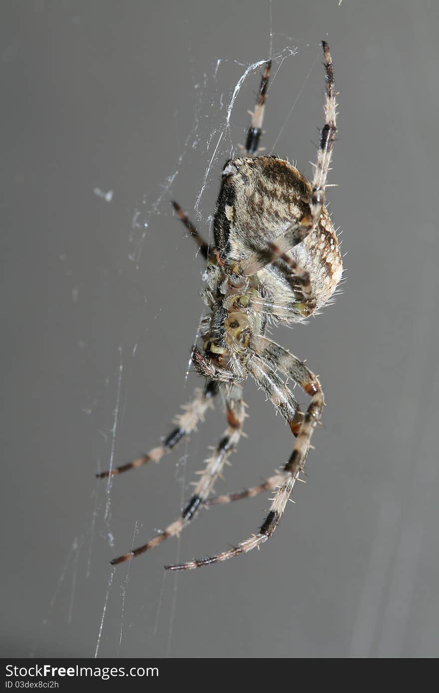 Big shaggy spyder is making his web. Big shaggy spyder is making his web