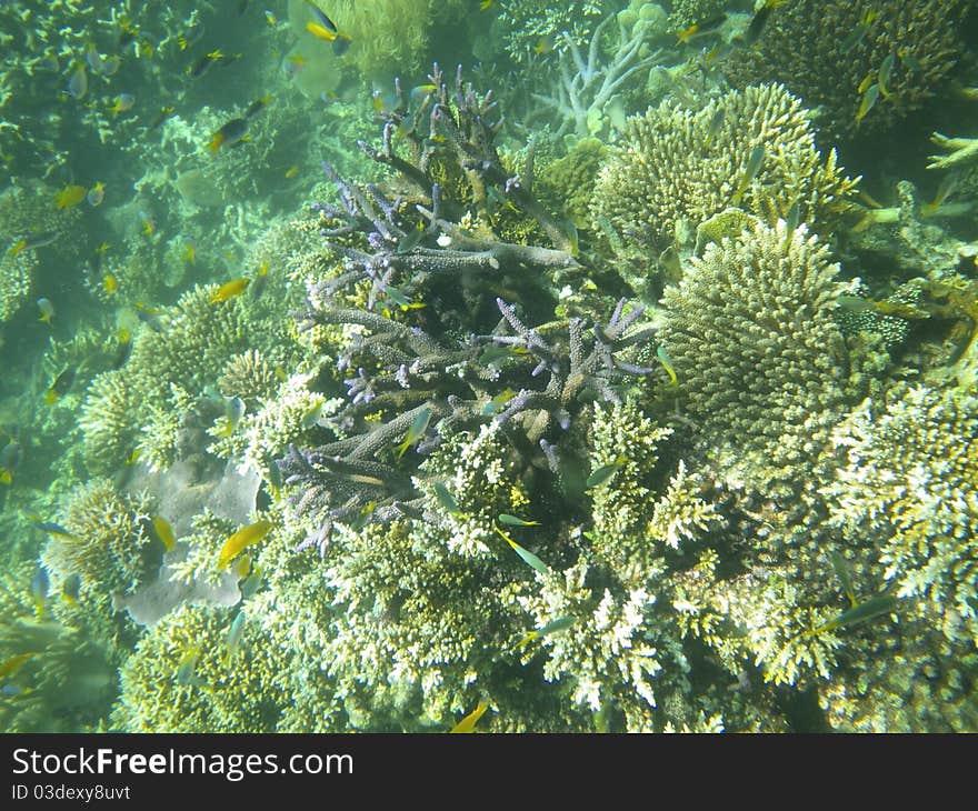 Corals And Fish, Great Barrier Reef, Australia