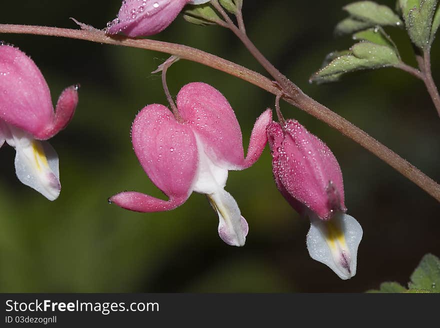 Bleeding heart flowers