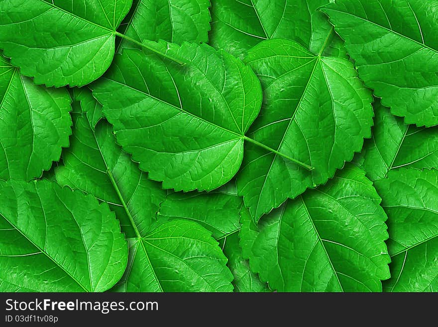 Closeup of a green leaf. Closeup of a green leaf