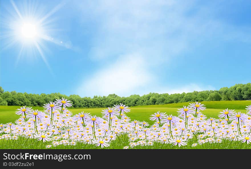 Summer field with camomiles under sunset sky. Summer field with camomiles under sunset sky