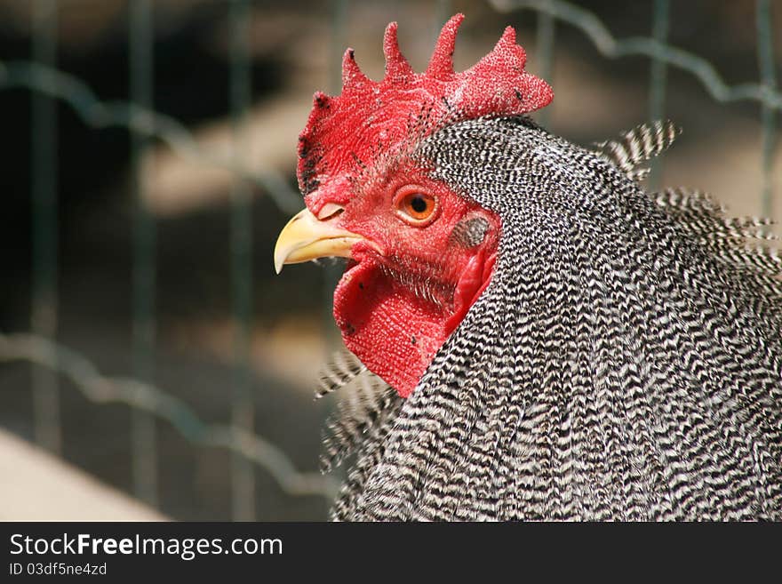 A rooster in the farm