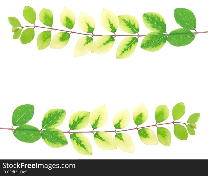 Close up photo of a branch tree