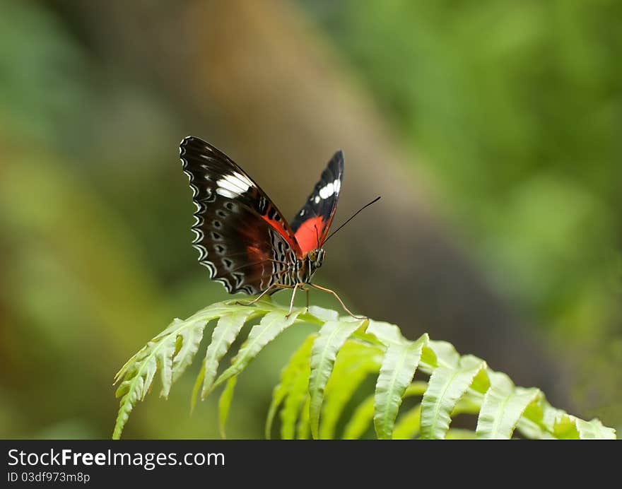 Butterfly sitting on a leaf