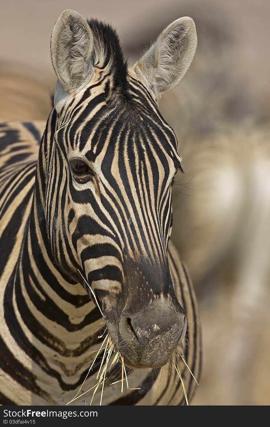 Burchells zebra with dry grass in mouth; Equus Burchell. Burchells zebra with dry grass in mouth; Equus Burchell