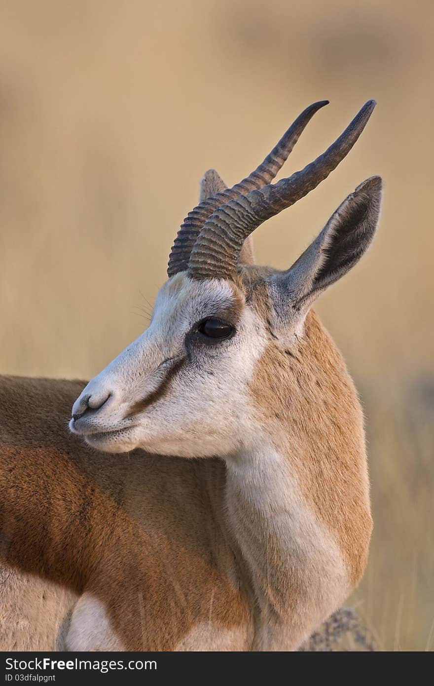 Springbok portrait; antidorcas marsupialis;Etosha