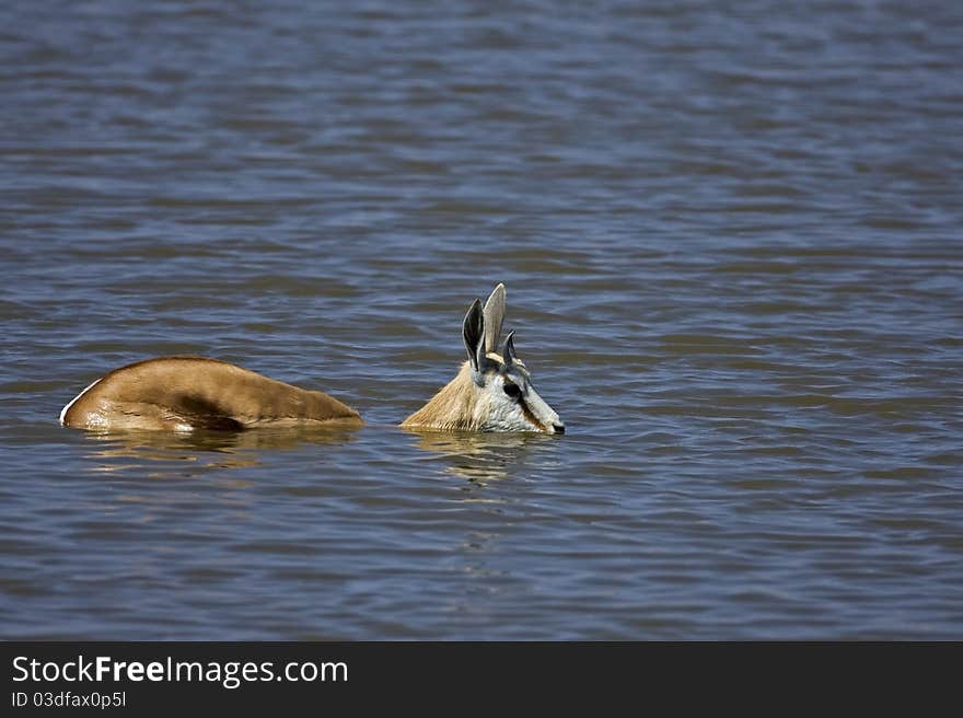 Springbok Standing In Deep Water