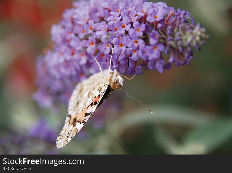 Butterfly on a violet flower, close-up