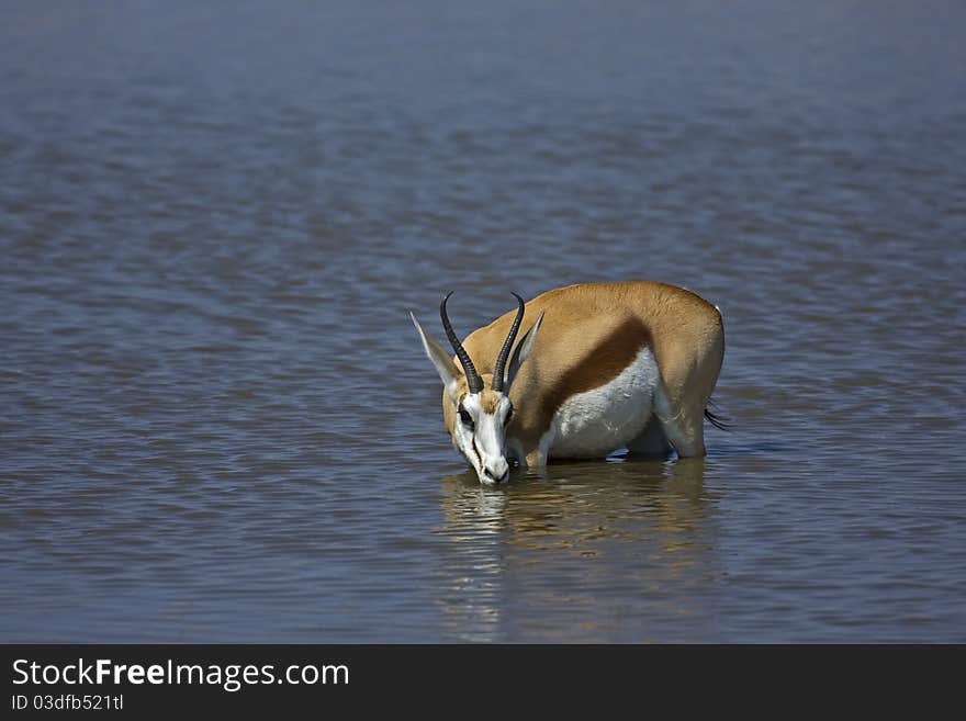 Springbok standing in waterhole drinking; Antidorcas marsupialis