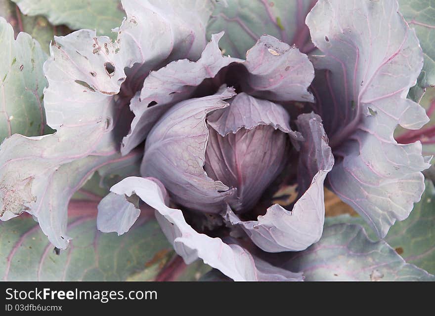 Large organic red cabbage in garden