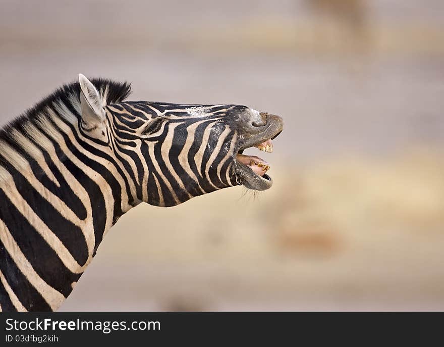 Side view of Burchells zebra showing teeth; Equus Burchell