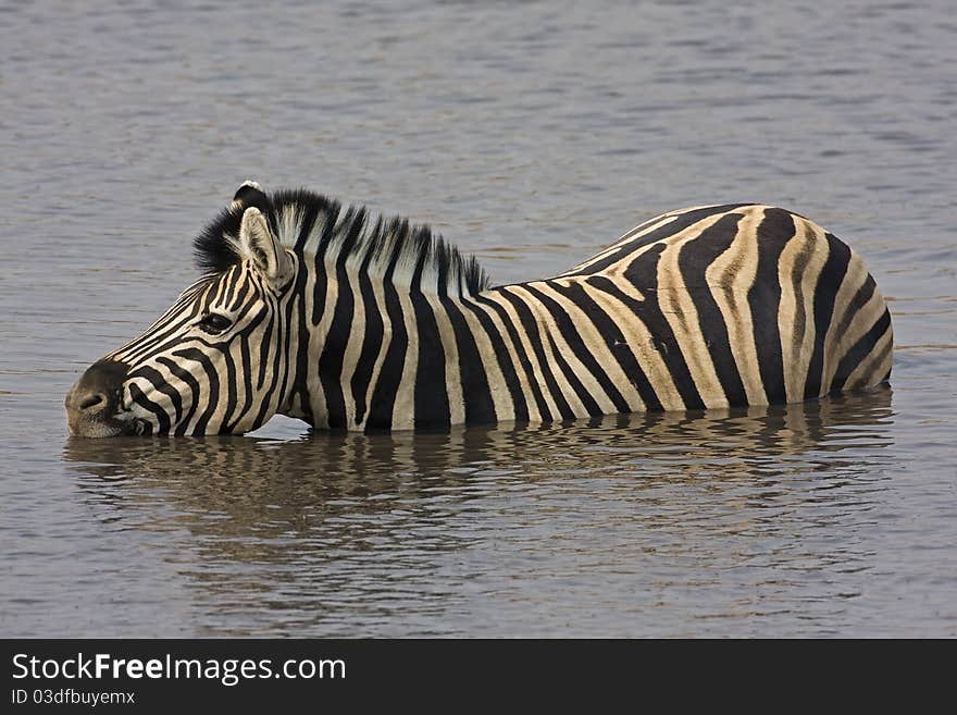 Close-up of Zebra in waterhole