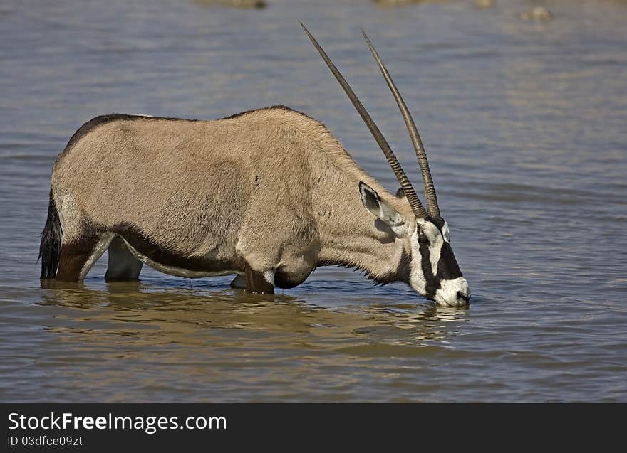 Full side view of Gemsbok standing in deep water; oryx gazella. Full side view of Gemsbok standing in deep water; oryx gazella