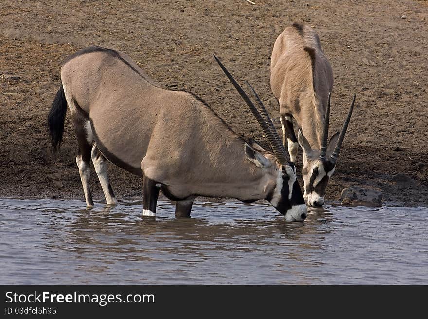 Two Gemsbok Standing At Waterhole