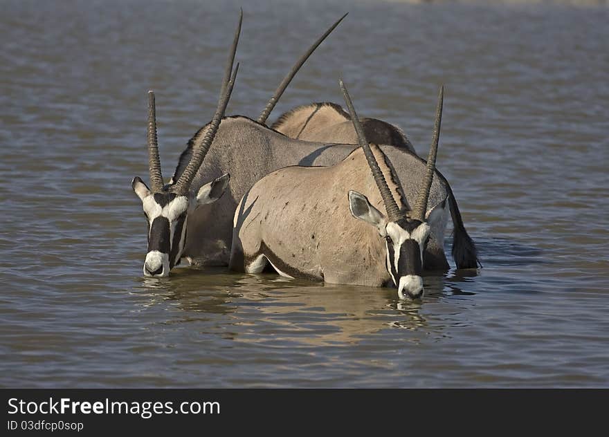 Three Gemsbok standing in deep water; oryx gazella