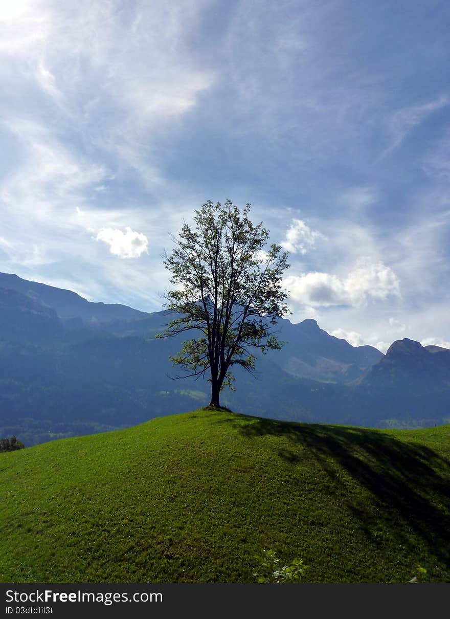 Lonely Tree