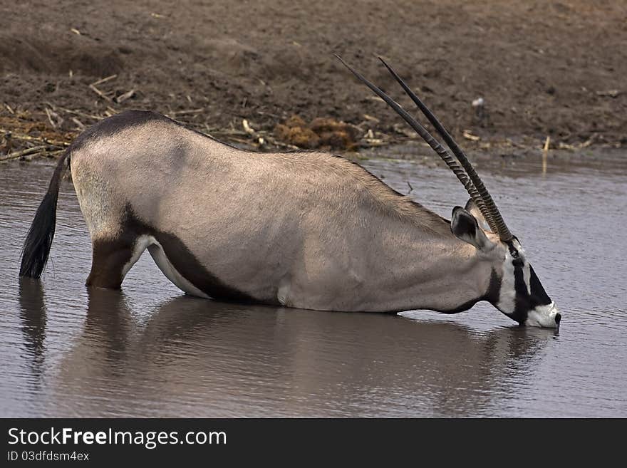 Gemsbok Standing In Waterhole