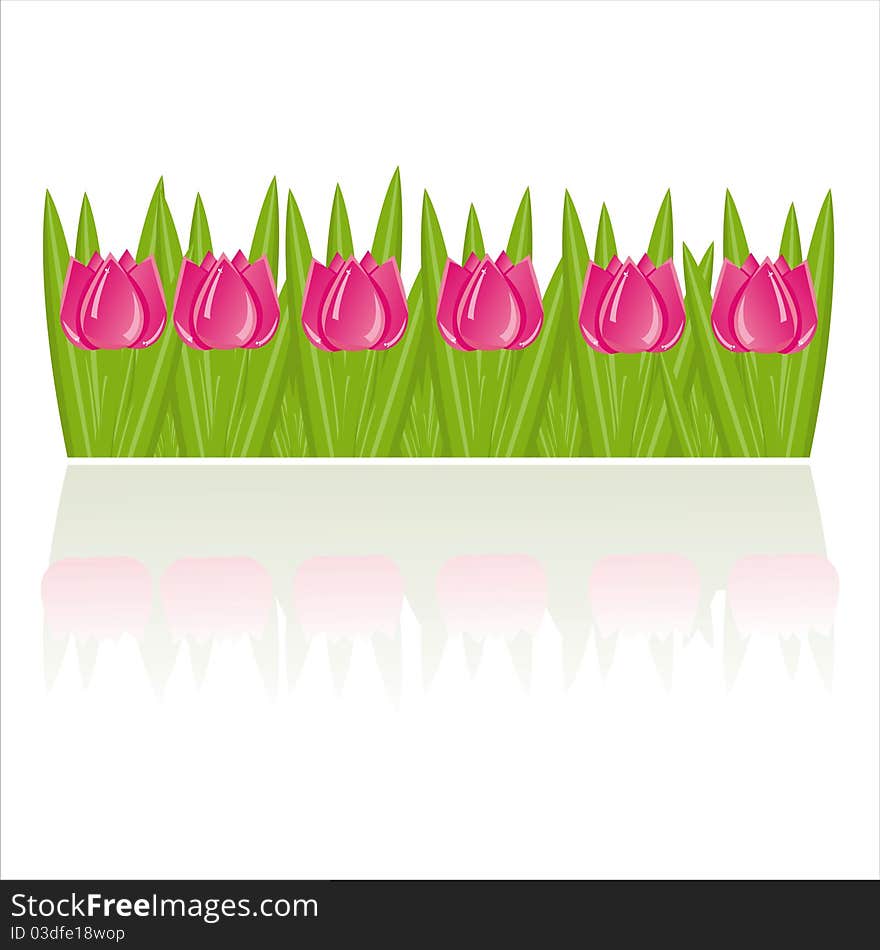 Pink tulips isolated on white