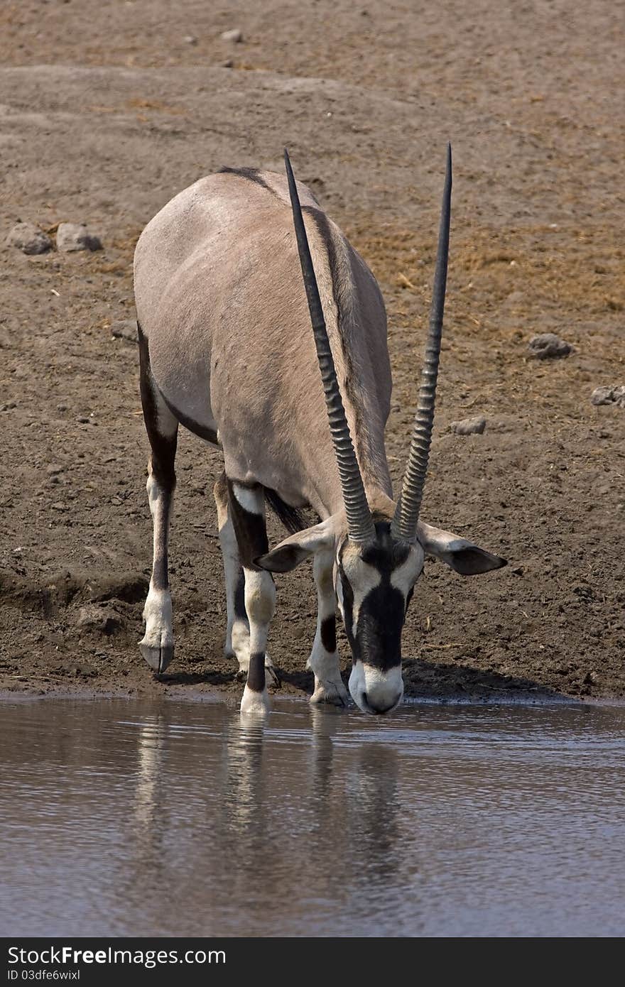 Front view of Gemsbok standing at waterhole; oryx gazella