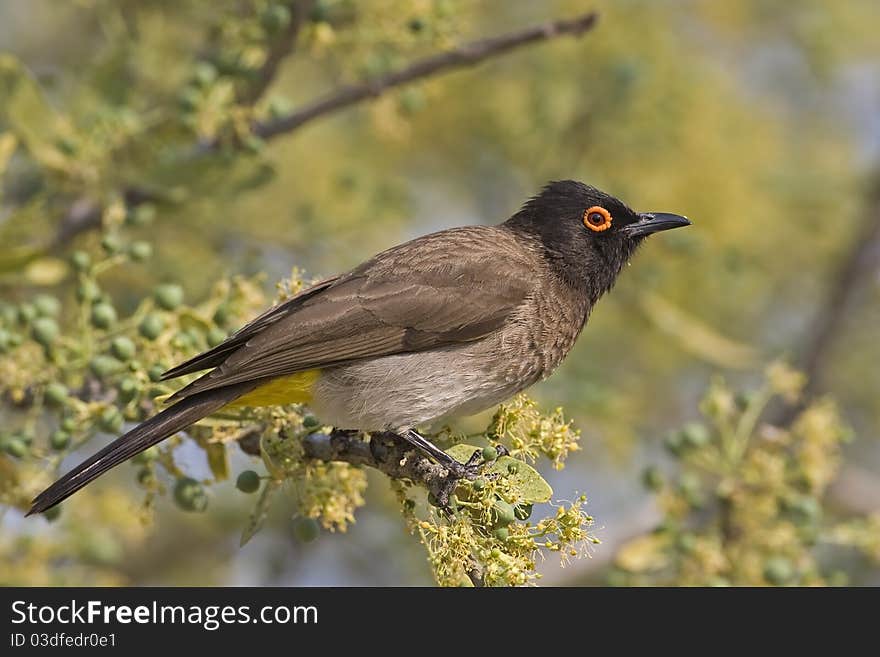 Close-up of Full side view of an African Red-eyed Bulbul;l Pycnonotus nigricans