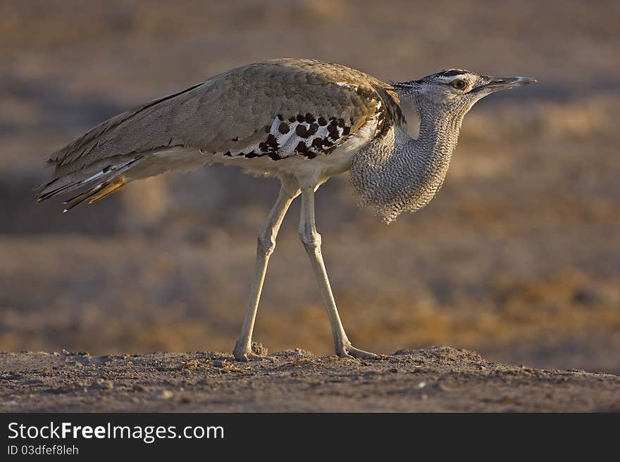 Kori bustard