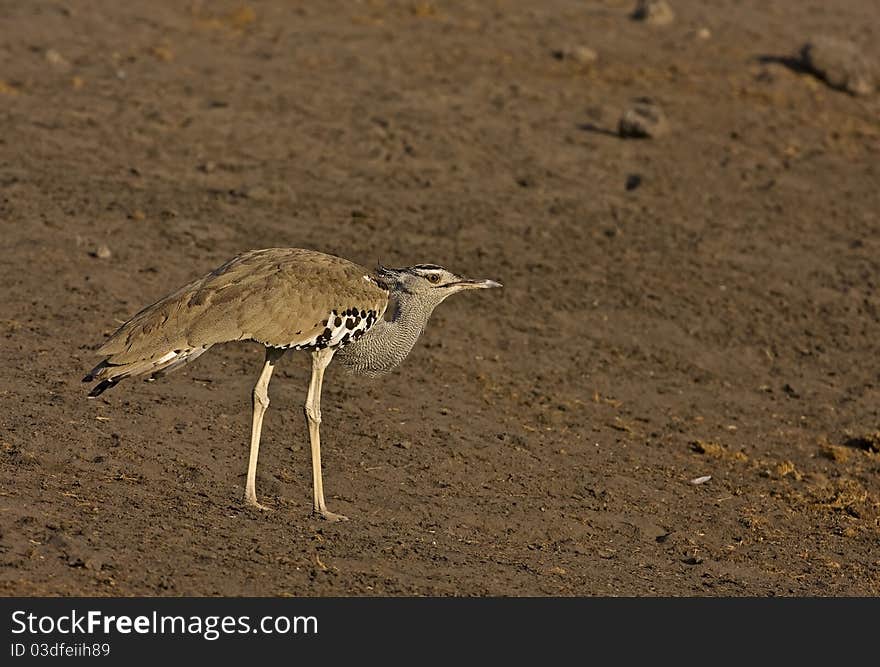 Kori bustard