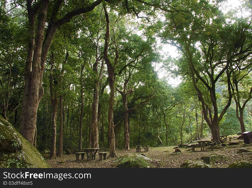 Summer Forest