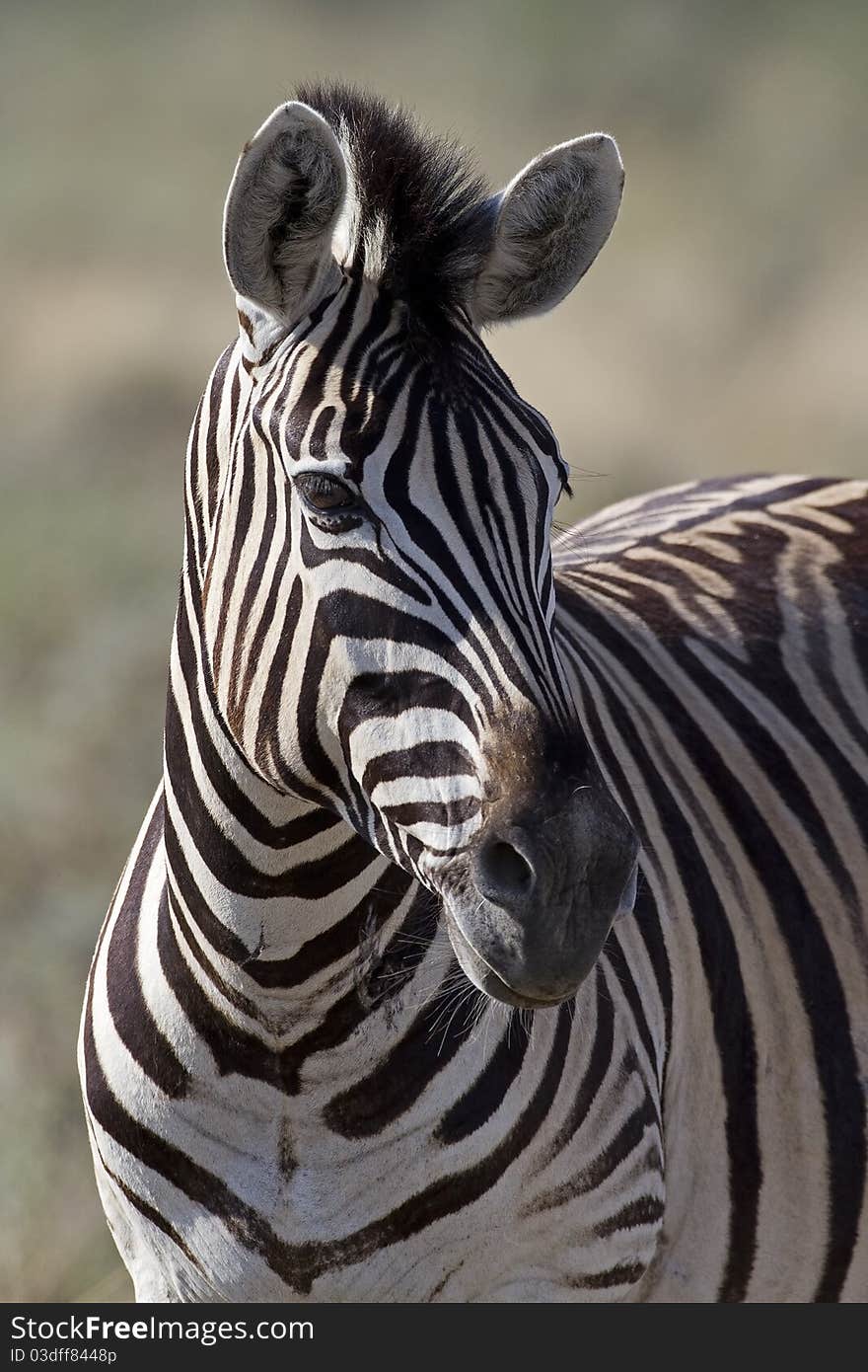 Portrait of Burchells zebra; Equus Burchelli