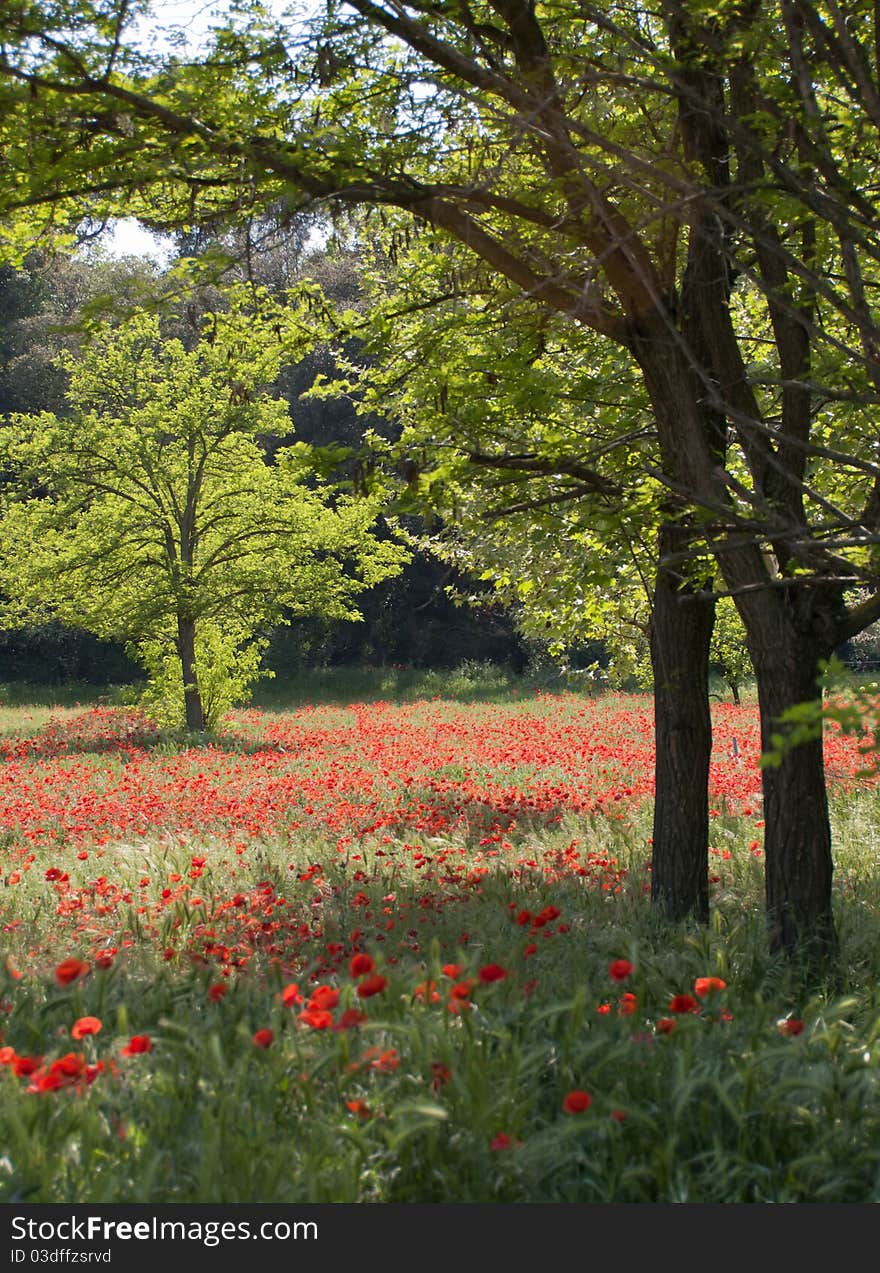 Field of Poppies