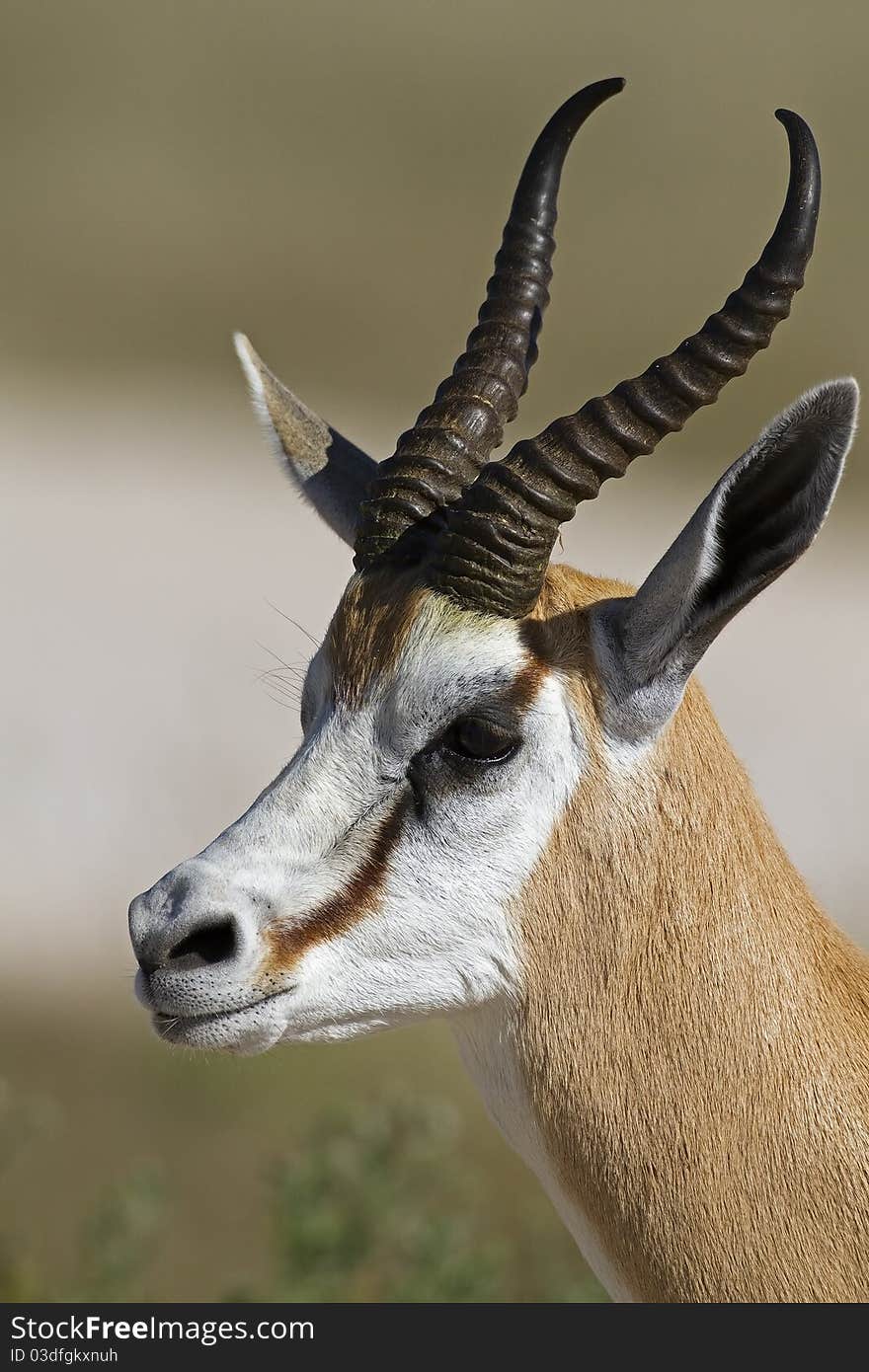 Springbok portrait; antidorcas marsupialis;Etosha