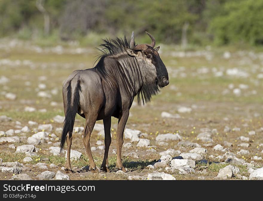 Close-up of Blue Wildebeest