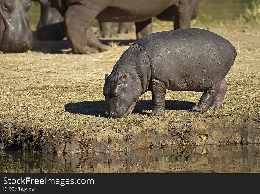 Hippopotamus baby walking on river bank; hippopotamus amphibius