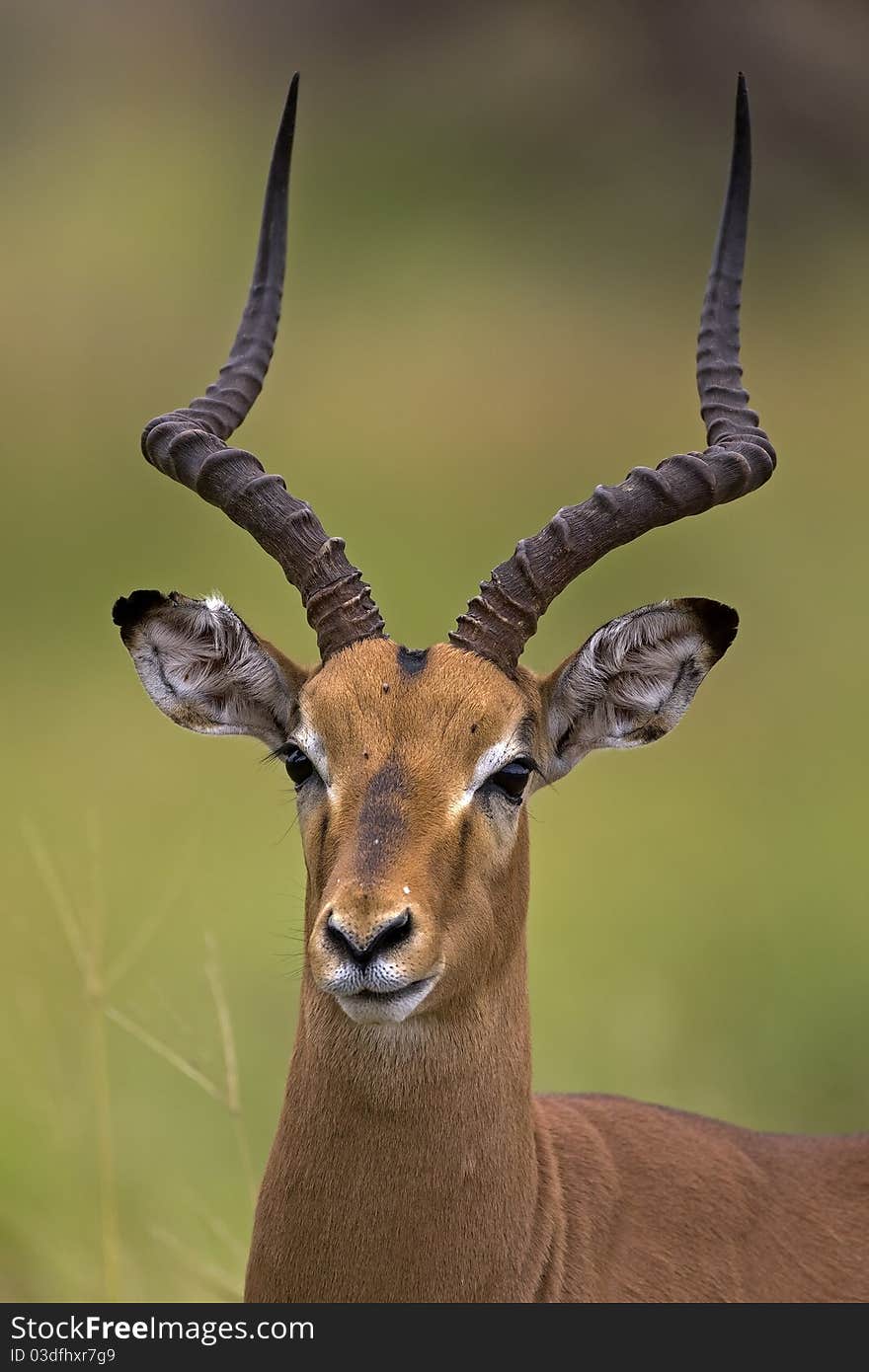 Close-up portrait of male Impala