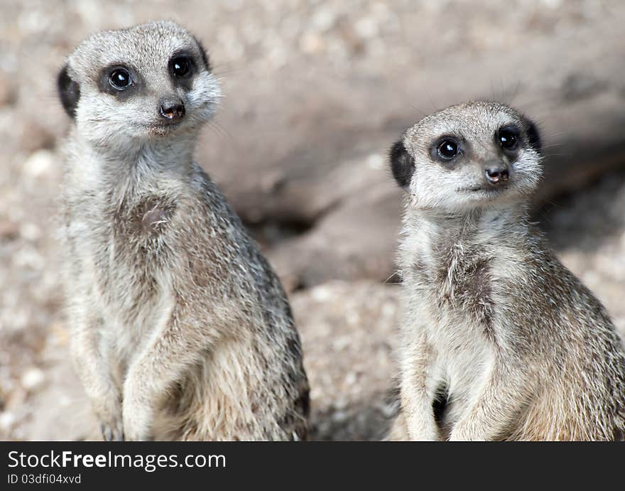 Two Meerkats on lookout duty