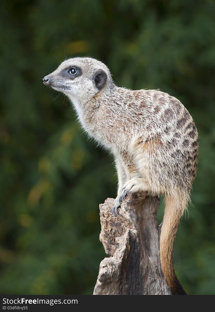 Meerkat on lookout duty sitting on a post. Meerkat on lookout duty sitting on a post