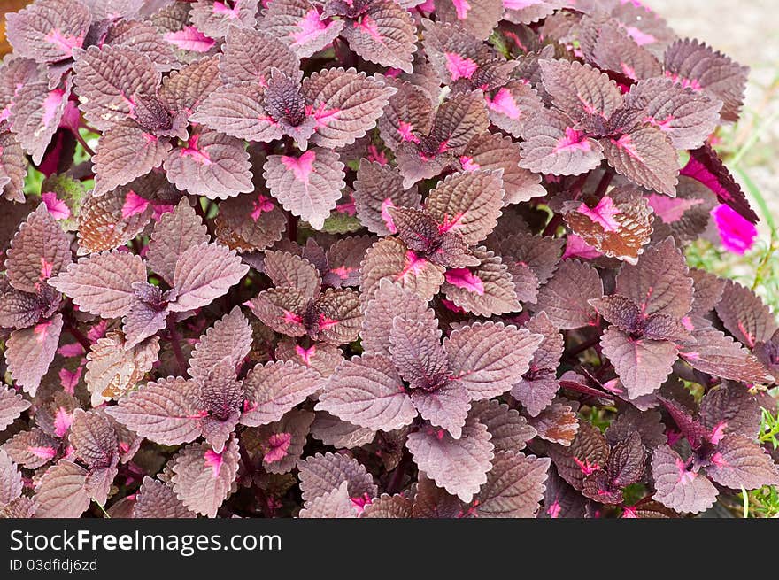 Closeup Flame Nettle