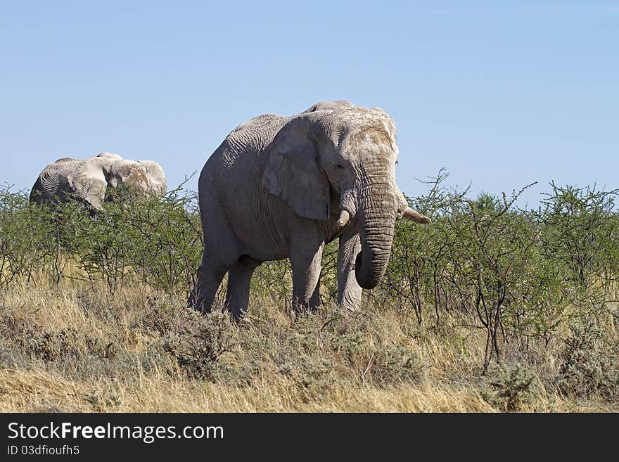 Elephants  Browsing On Young Thorn Trees