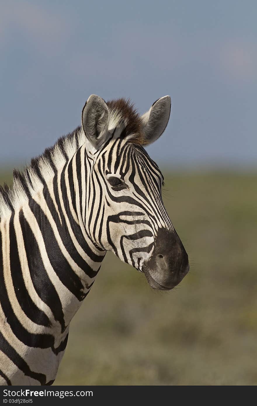 Portrait of Burchells Zebra