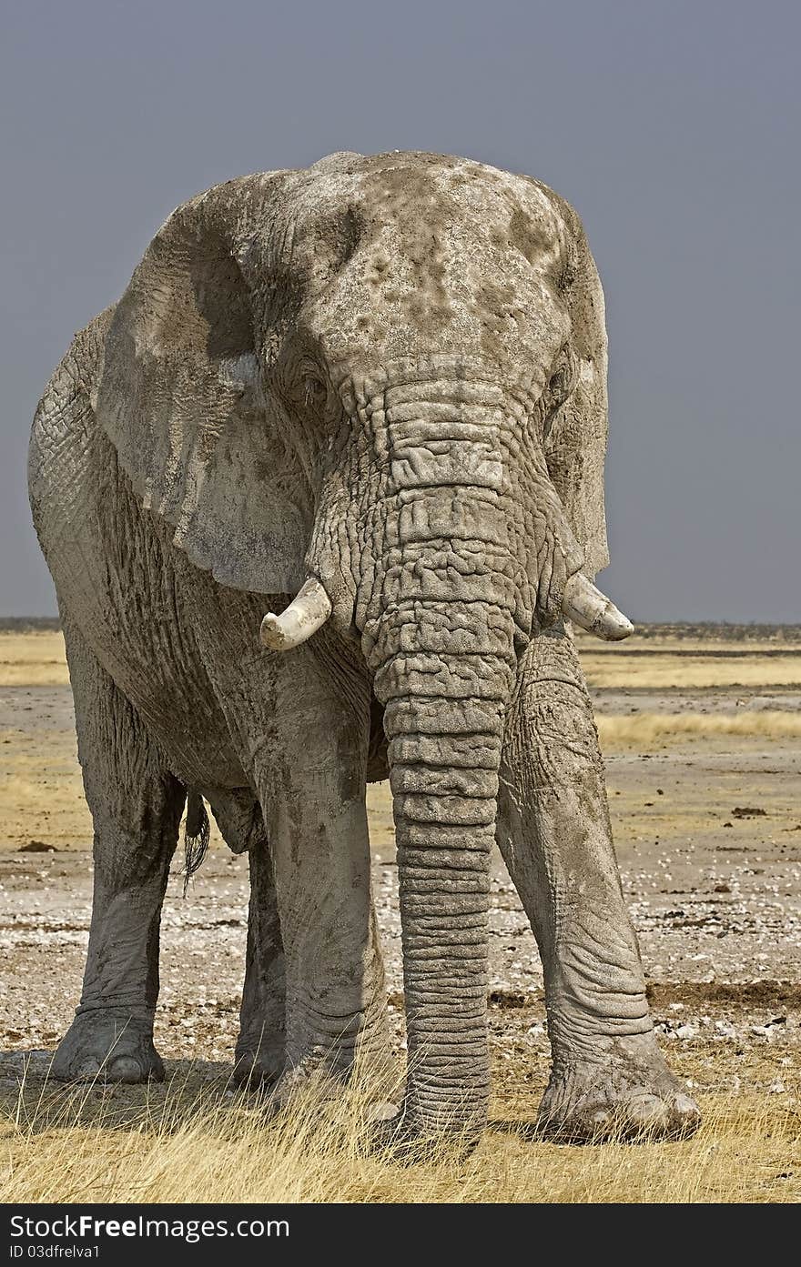 Close-up of an African elephant standing in field full of white lime-stone mud; Loxodonta Africana. Close-up of an African elephant standing in field full of white lime-stone mud; Loxodonta Africana