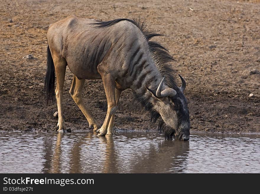 Wildebeest drinking