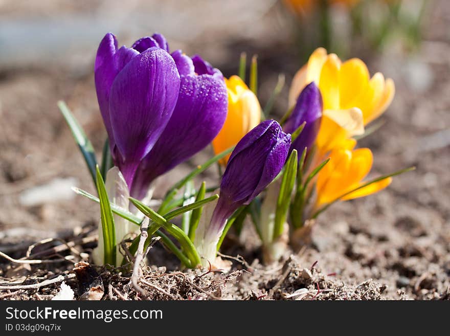 Crocuses Macro