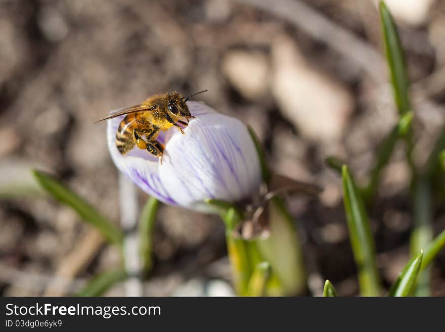 Bee collecting pollen