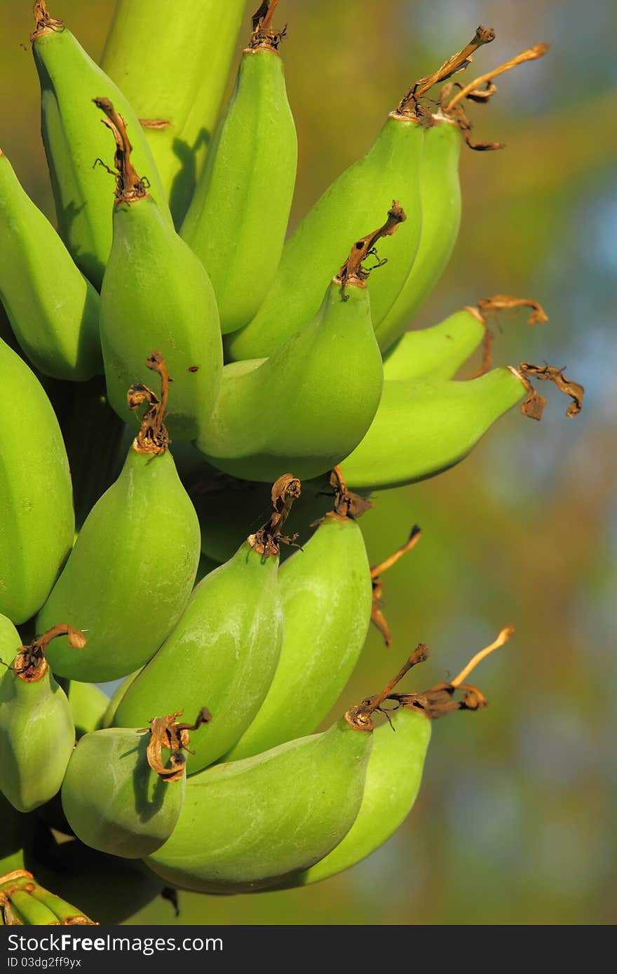 Green banana tree in bright sun light