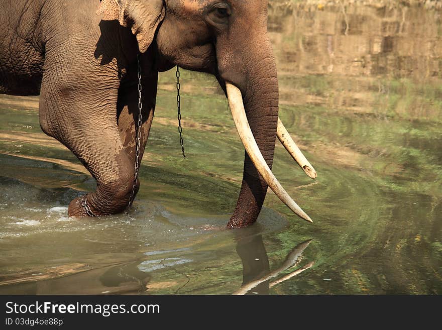 Asia elephant at chiangmai,Thailand