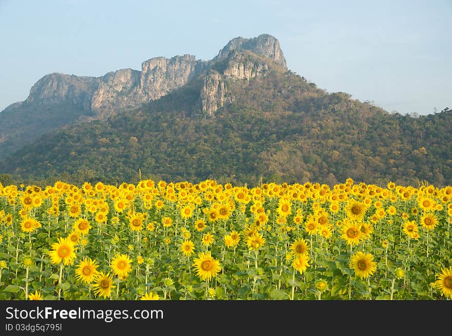 Sunflower in the field at Lopburi province Thailand