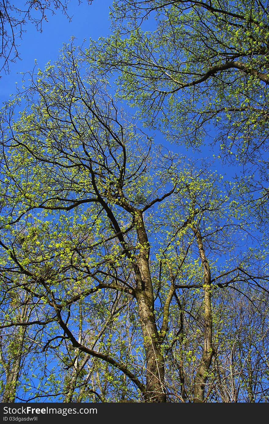 Spring time and the blooming nature