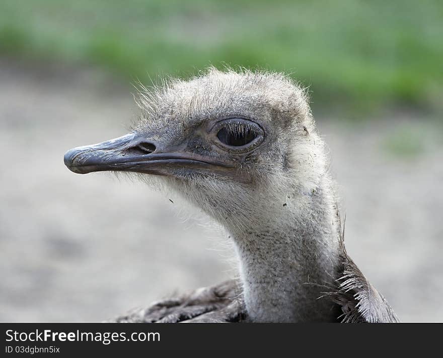 Shaggy Ostrich