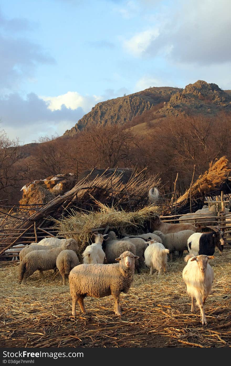 Sheep On Field In Spring