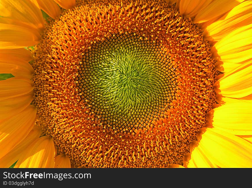 Close-up photo of the Sunflower head