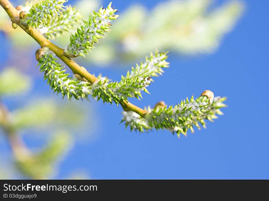 Green twig over blue sky. Green twig over blue sky